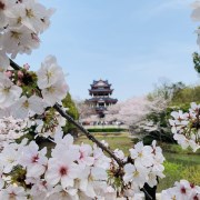 【省內(nèi)精品游】無錫黿頭渚賞櫻+蠡園+惠山古鎮(zhèn)二日游